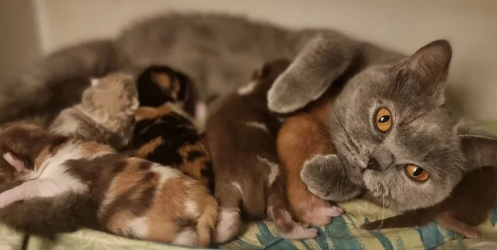 Adorable kittens , British shorthair pedigree breed