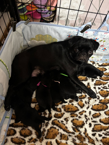 KC reg pug puppies