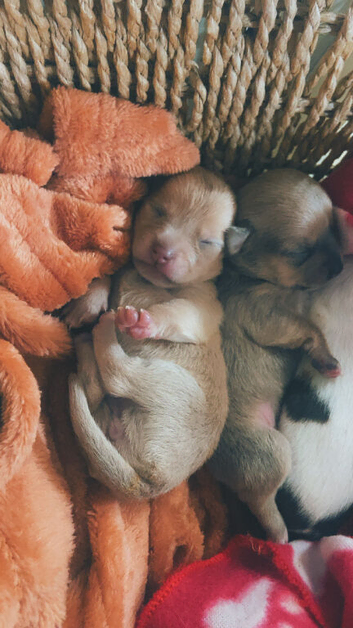 2 girls 1 boy chihuahuas for sale