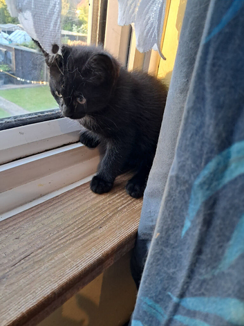 Ragdoll x