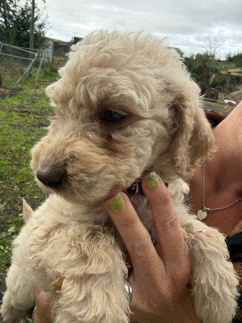 Doodles looking new homes