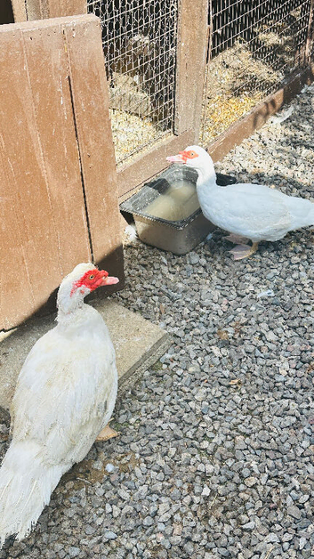 Muscovy pair