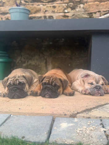 English bulldogs