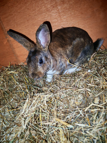 3 mini rex rabbits