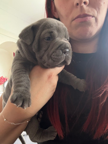 Olde English bulldog cross puppies for sale.