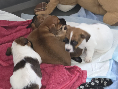 Jack russell x pug mix
