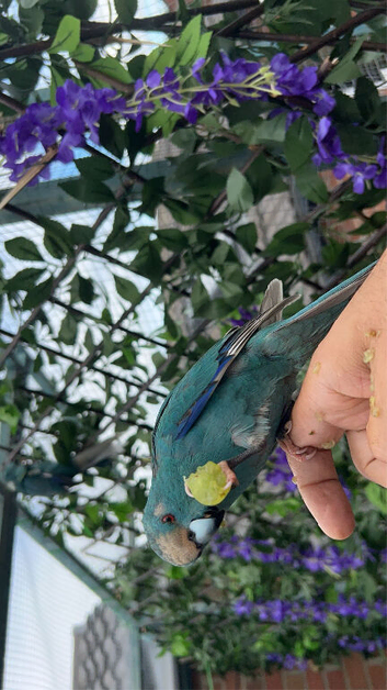 Kakariki two blue and yellow male
