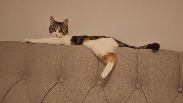 7 month old kitten