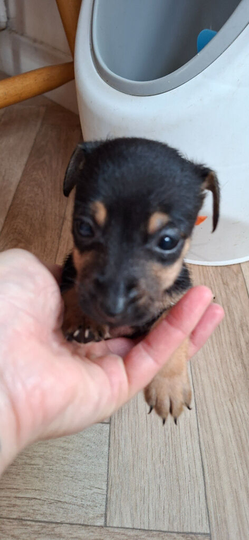 Jack russell puppies READY TO LEAVE