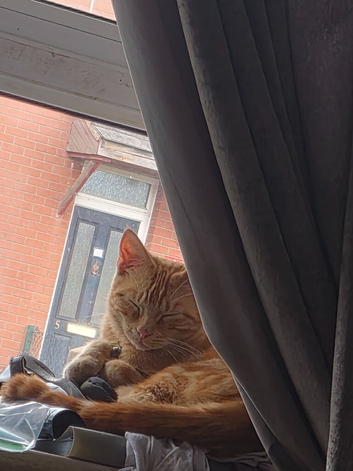 Ginger cat