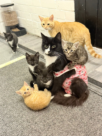 Kittens