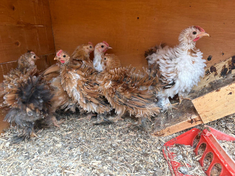 Frizzle pekin bantam Roos