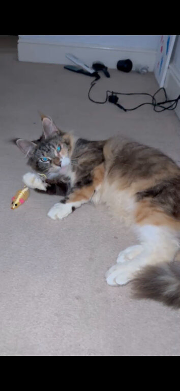 Full maincoon girl 18 months old
