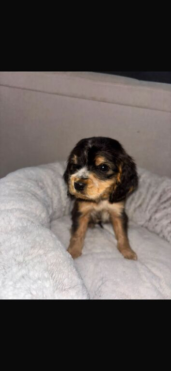 Beautiful Cocker Spaniel Puppies &ndash; 4 Available