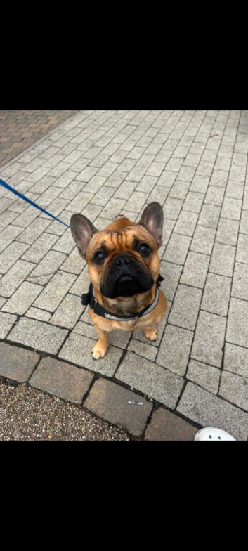 French bull dog
