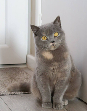 *Offers Considered* Beautiful Blue cream tortie