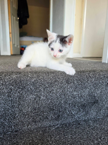 Kitten needing forever loving home flead wormed litter trained