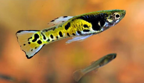 Endlers pure breed Endlers not Guppy Cross