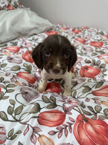 Springer spaniel boys️