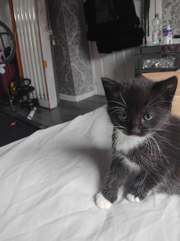 2 male kittens
