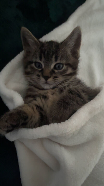 Kitty