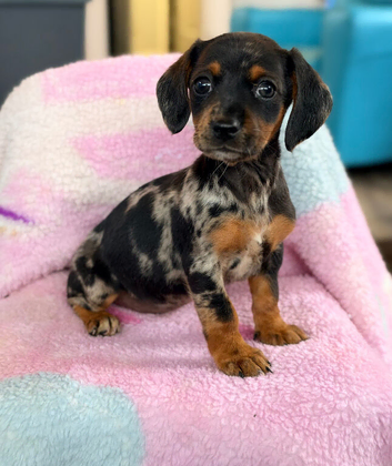 Dachshund X Jack puppies.