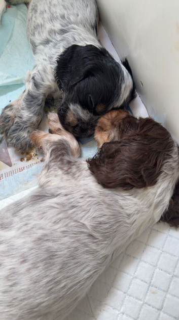Show cocker puppies