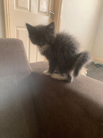 Russian blue cross