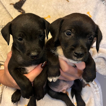 Patterjack puppies