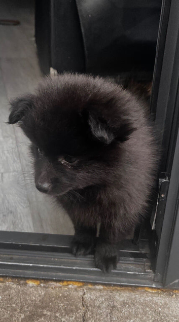 1 boy available