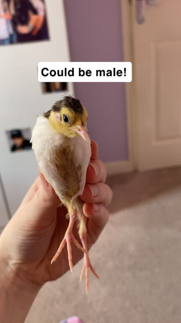 2 Chinese painted quail chicks