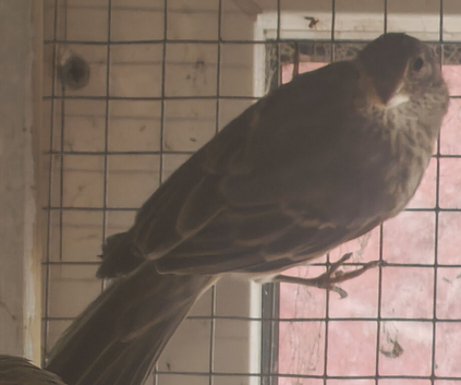 2026 mexican house Finches.