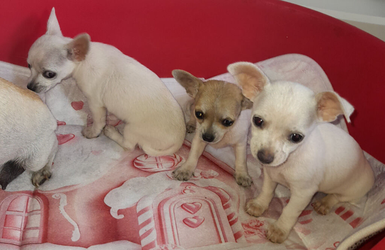 Chihuahua pups