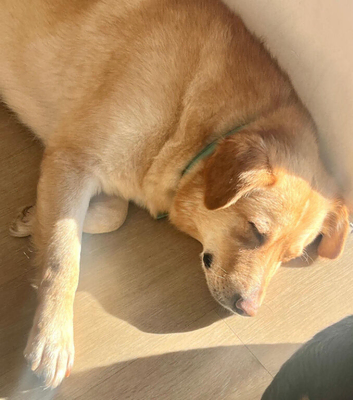 Teddy needs a retirement home