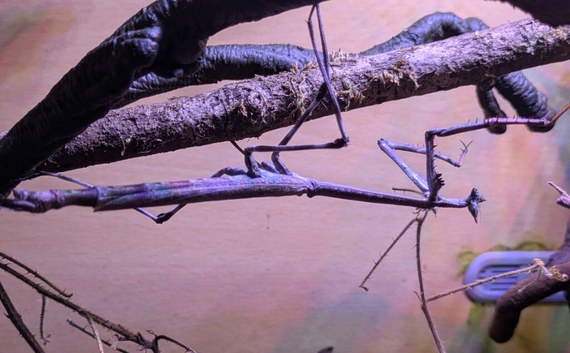 African Cat Eye Mantis & Horsehead Grasshoppers