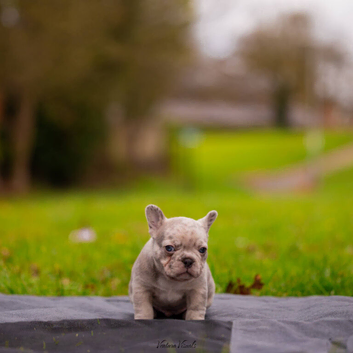 French bulldogs
