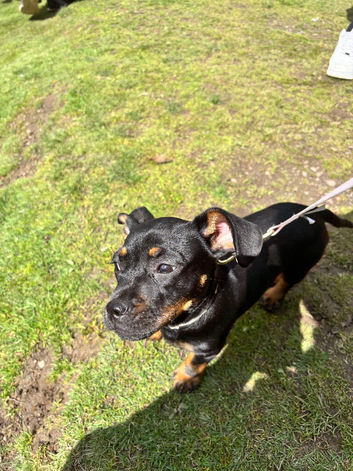 Dachshund cross Frenchie
