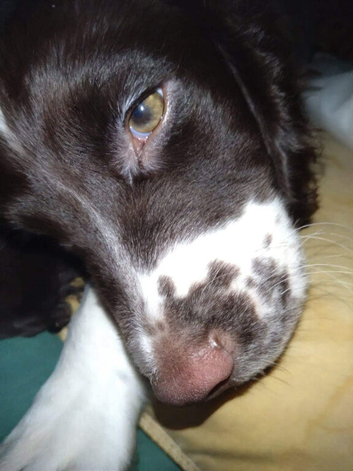 Springer Spaniel for sale