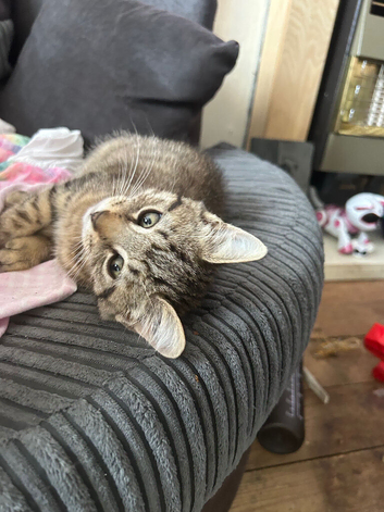 Playful Kittens