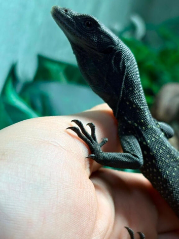 Black Tree Monitor (Varanus Beccarii)