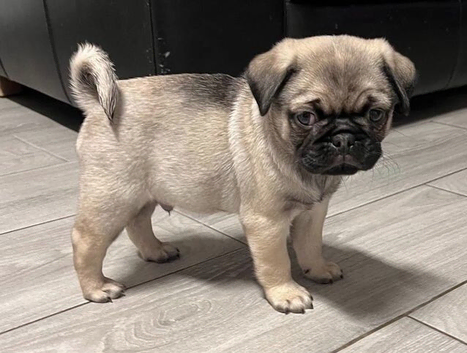Fabulous Homes Raised Pug Puppies