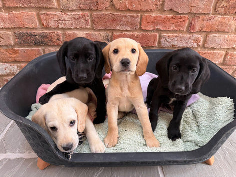 Cockerdor Puppies Cocker Spaniel X Labrador.