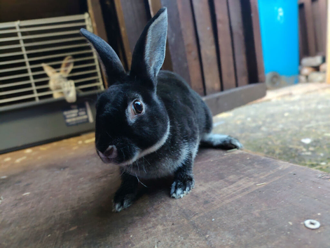 Lovely friendly black otter boy
