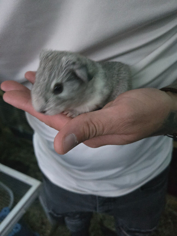 Guinea-pigs for sale