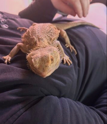 2 year old male