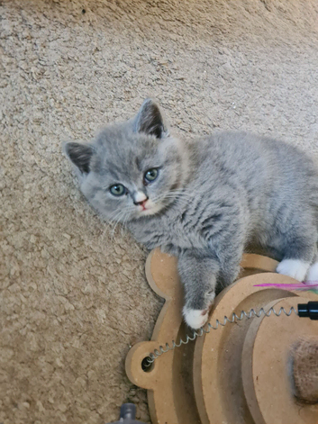 British shorthair carrier Himalayan gene