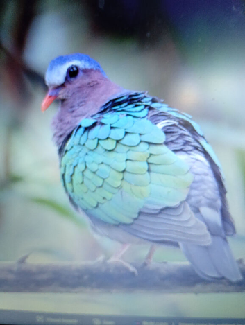 Cock Emerald doves