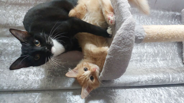 2 older kittens