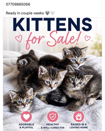 Kittens for sale - Salisbury
