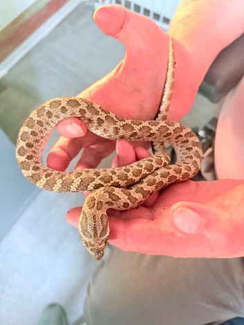 Male western hognose